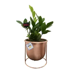 گلدان هدیه زاموفیلیا شماره 11 (ارسال سریع امروز)