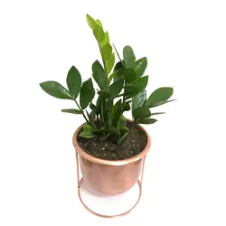 گلدان هدیه زاموفیلیا شماره 11 (ارسال سریع امروز)