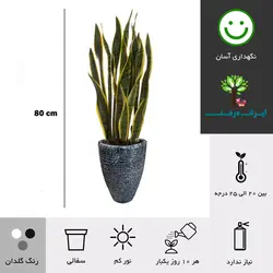 گلدان سانسوریا شماره 7 (ارسال سریع امروز)