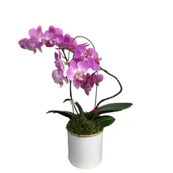 گلدان هدیه ارکیده بنفش طرح 1۱ - ایران درخت