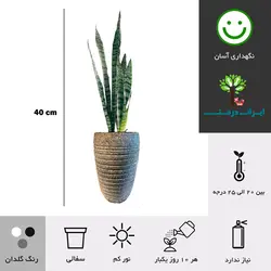 گلدان هدیه سانسوریا سبز شماره 45 ( ارسال سریع امروز )