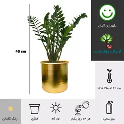 گلدان هدیه زاموفیلیا شماره 16