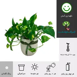 گلدان هدیه پتوس ابلق شماره 2 - ایران درخت