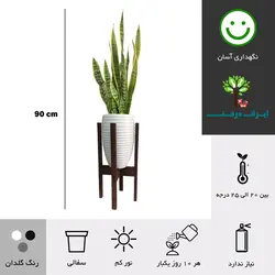 گلدان پایه دار سانسوریا ابلق شماره 35 (ارسال سریع امروز)