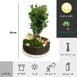 درخت بونسای شمشاد ژاپنیکا - ایران درخت