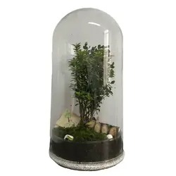 درخت بونسای شمشاد ژاپنیکا - ایران درخت