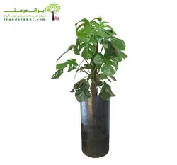 گلدان برگ انجیری چوبدار شماره 9 - ایران درخت
