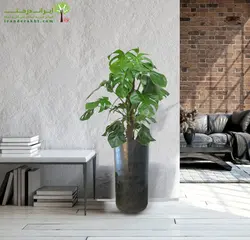 گلدان برگ انجیری چوبدار شماره 9 - ایران درخت