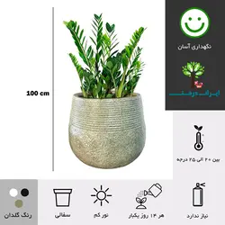 گلدان زاموفیلیا شماره 20 (ارسال سریع امروز)