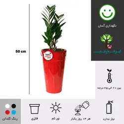 گلدان هدیه زاموفیلیا شماره 18 (ارسال سریع امروز)