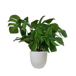 گلدان هدیه برگ انجیری شماره 2 - ایران درخت