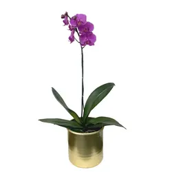 گلدان هدیه ارکیده بنفش طرح 10 - ایران درخت