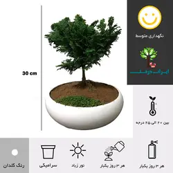 بونسای کاج نانا (تحویل سریع امروز) - ایران درخت