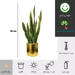 گلدان هدیه سانسوریا ابلق شماره 40 ( ارسال سریع امروز )