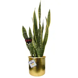 گلدان هدیه سانسوریا ابلق شماره 40 ( ارسال سریع امروز )