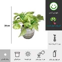 گلدان هدیه گیاه پتوس مرمری شماره 24 - ایران درخت