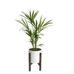 گلدان پایه دار نخل اریکا - ایران درخت