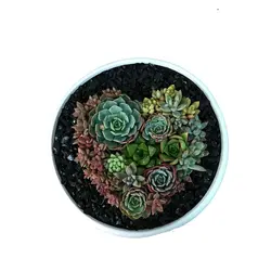 دیش گاردن کاکتوس و ساکولنت مدل12 ( ارسال از 1 روز کاری آینده) - ایران درخت