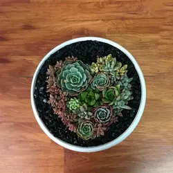 دیش گاردن کاکتوس و ساکولنت مدل12 ( ارسال از 1 روز کاری آینده) - ایران درخت