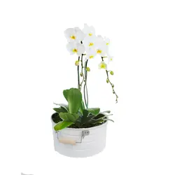 گلدان هدیه ارکیده سفید طرح 9 - ایران درخت
