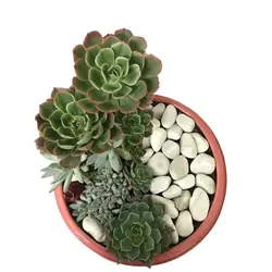 دیش گاردن کاکتوس و ساکولنت مدل 10( ارسال از 1 روز کاری آینده) - ایران درخت