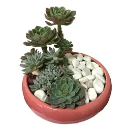 دیش گاردن کاکتوس و ساکولنت مدل 10( ارسال از 1 روز کاری آینده) - ایران درخت