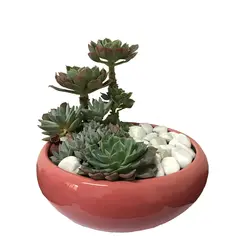 دیش گاردن کاکتوس و ساکولنت مدل 10( ارسال از 1 روز کاری آینده) - ایران درخت