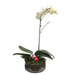 گلدان هدیه ارکیده طرح یلدا 4 - ایران درخت