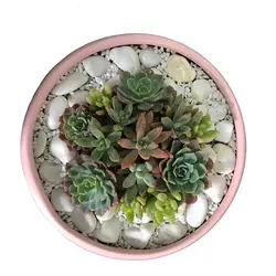 دیش گاردن کاکتوس و ساکولنت مدل 8( ارسال از 1 روز کاری آینده) - ایران درخت