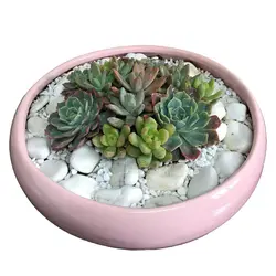 دیش گاردن کاکتوس و ساکولنت مدل 8( ارسال از 1 روز کاری آینده) - ایران درخت