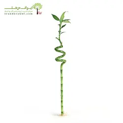 خرید بابمو - یک شاخه - فروشگاه اینترنتی گل و گیاه ایران درخت