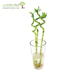 خرید بابمو - یک شاخه - فروشگاه اینترنتی گل و گیاه ایران درخت