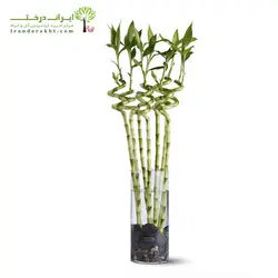 خرید بابمو - یک شاخه - فروشگاه اینترنتی گل و گیاه ایران درخت