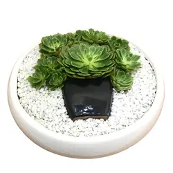 دیش گاردن کاکتوس و ساکولنت مدل 5 ( ارسال از 1 روز کاری آینده) - ایران درخت