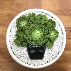 دیش گاردن کاکتوس و ساکولنت مدل 5 ( ارسال از 1 روز کاری آینده) - ایران درخت