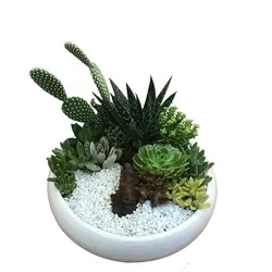 دیش گاردن کاکتوس و ساکولنت مدل 1 ( ارسال از 1 روز کاری آینده)