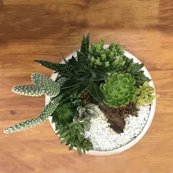 دیش گاردن کاکتوس و ساکولنت مدل 1 ( ارسال از 1 روز کاری آینده)