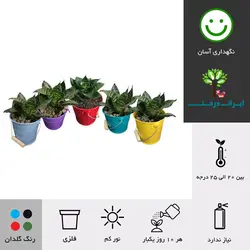 گلدان هدیه سانسوریا پاکوتاه شماره 29 (ارسال سریع امروز)