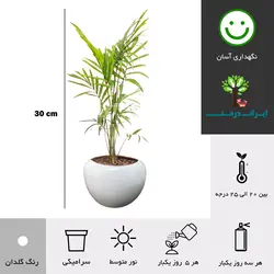 گلدان رومیزی گیاه شامادورا شماره 2 (تحویل سریع امروز) - ایران درخت