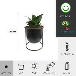 گلدان هدیه سانسوریا پاکوتاه شماره 18 (ارسال سریع امروز)