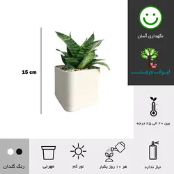 گلدان رومیزی سانسوریا پاکوتاه شماره 17 (ارسال سریع امروز)