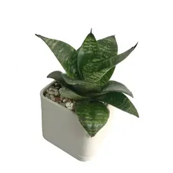 گلدان رومیزی سانسوریا پاکوتاه شماره 17 (ارسال سریع امروز)