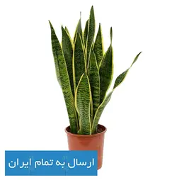 گیاه سانسوریا شماره 8 (ارسال سریع امروز)
