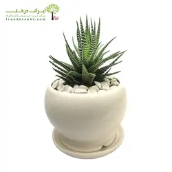 گلدان رومیزی کاکتوس هاورتیا بزرگ