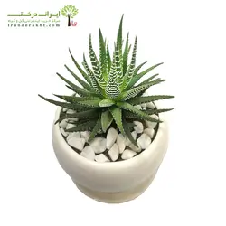 گلدان رومیزی کاکتوس هاورتیا بزرگ