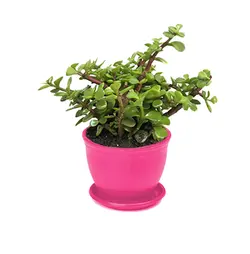 گلدان رومیزی کراسولا خرفه ای