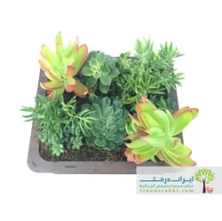 پک هدیه کاکتوس باکس مکعبی (ارسال سریع امروز)