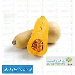 بذر کدو حلوایی - ایران درخت