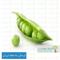 بذر نخود فرنگی - ایران درخت