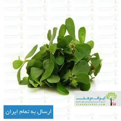 بذر خرفه (پر پهن) - ایران درخت